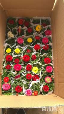 高度20厘米花毛茛