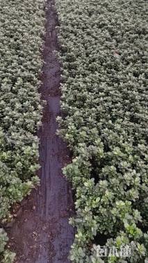 高度20厘米杜鹃