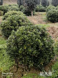 冠幅180厘米海桐球