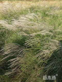 高度20厘米矢羽芒