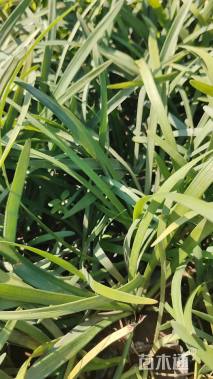 高度15厘米阔叶麦冬草