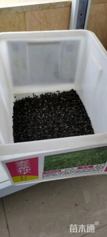 黑麦草种子