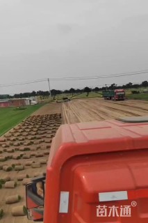 草卷状早熟禾草