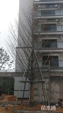 35公分银杏