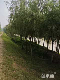 15公分金丝垂柳