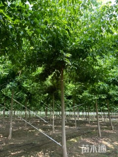 12公分金叶复叶槭