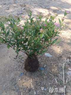 高度50厘米绣线菊