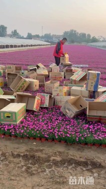 高度30厘米欧石竹