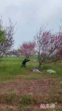 16公分红叶碧桃