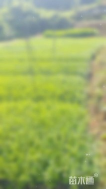 高度30厘米小叶栀子