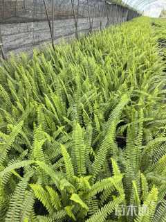 高度30厘米肾蕨
