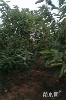 高度120厘米樱桃小苗