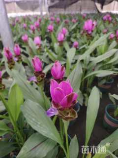 高度40厘米姜荷花