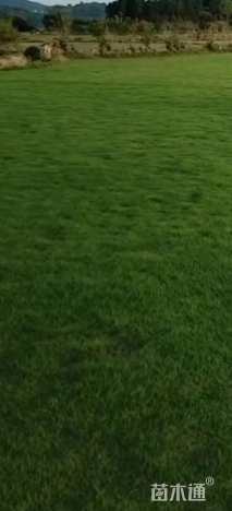 草块状马尼拉草