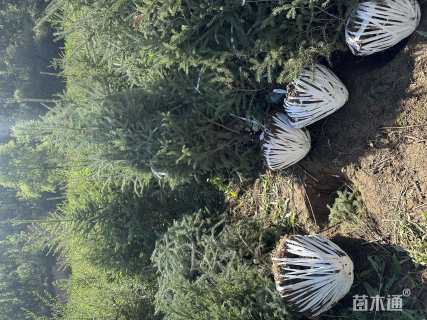 高度200厘米青海云杉