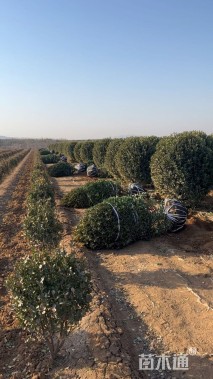 冠幅120厘米大叶黄杨球