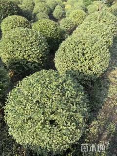 高度120厘米水腊球