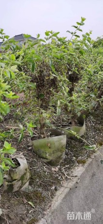 主蔓长60厘米金银花