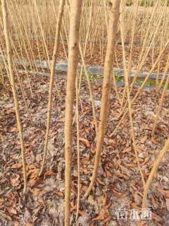 高度100厘米樱花小苗