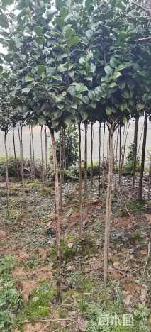 高度300厘米茶花-红露珍