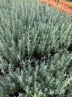 高度30厘米柳叶星河