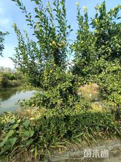 高度200厘米冰糖橙