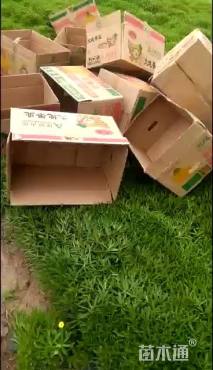 高度15厘米三七景天