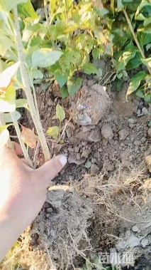 高度100厘米美国金钟连翘