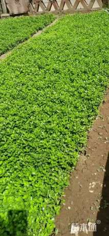 高度10厘米瓜子黄杨