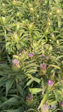 高度50厘米桔梗花