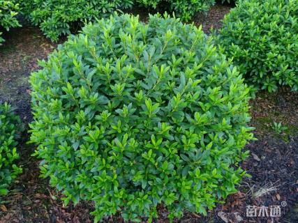 冠幅100厘米毛鹃球