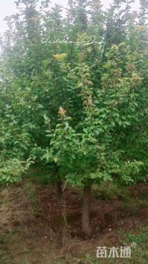 10公分北美海棠