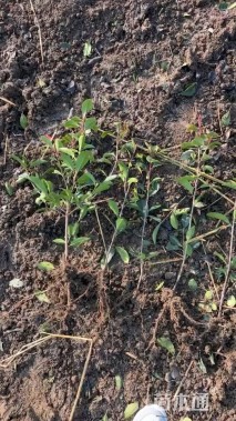 高度40厘米红叶石楠小苗