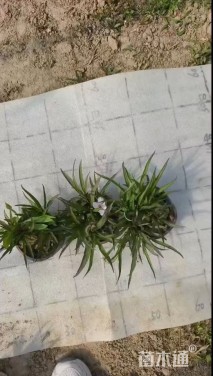 高度20厘米翠芦莉