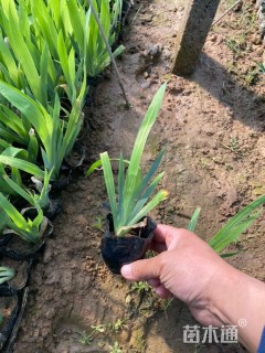 高度22厘米蓝花鸢尾