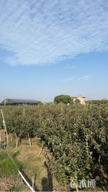 高度1.7厘米中华木绣球