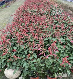 高度35厘米超级一串红