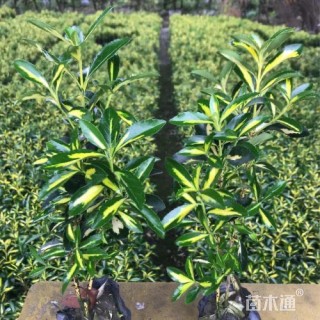 高度20厘米金心黄杨