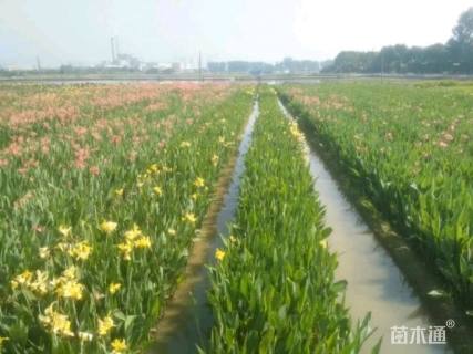 高度35厘米水生美人蕉