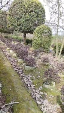 冠幅120厘米红花继木球