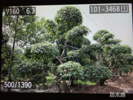 40公分造型三角枫