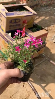 高度10厘米芝樱