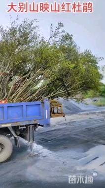 高度300厘米映山红