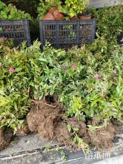 高度30厘米绣线菊