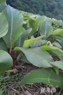高度30厘米美人蕉