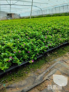 高度10厘米满天星