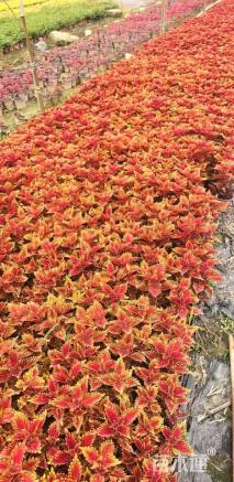 高度25厘米彩叶草