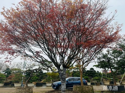 23公分日本红枫