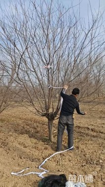 15公分红叶碧桃