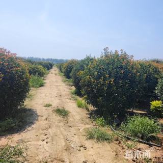 冠幅150厘米红叶石楠球